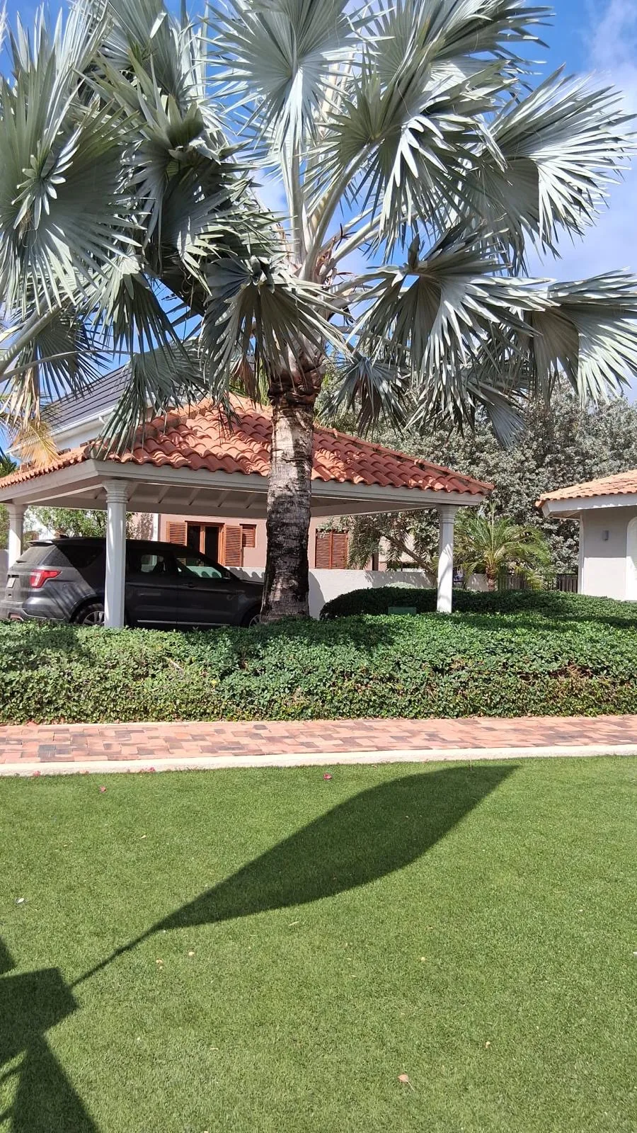 Bismarckpalm bij de carport