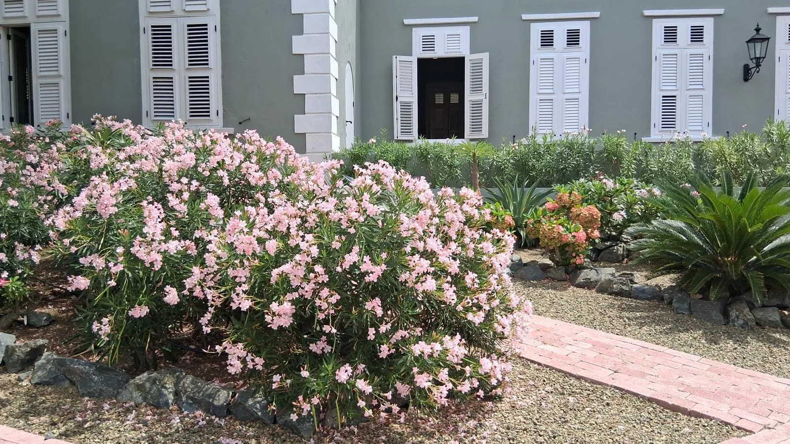 Roze oleander langs het klinkerpad