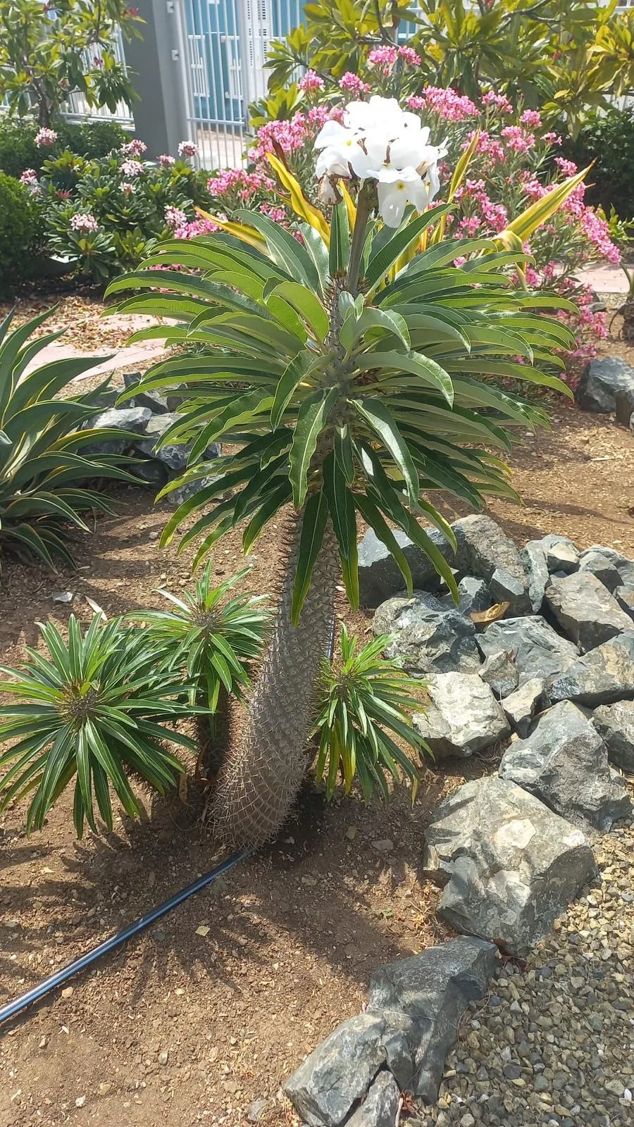 Madagaskarpalm in bloei