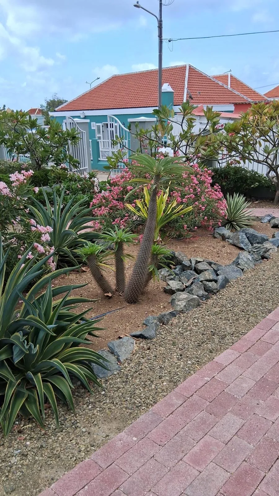 Border met Madagaskarpalm, agave en oleander
