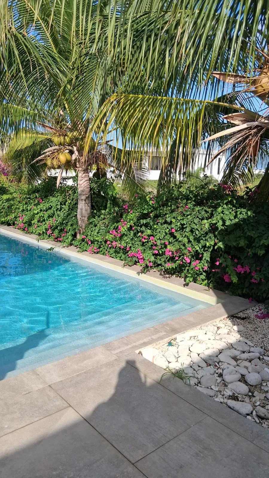 Kokospalm en bougainville bij het zwembad